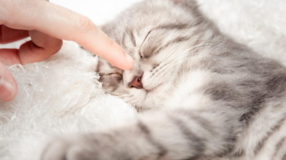 Why Do Cats Knead? PetMD